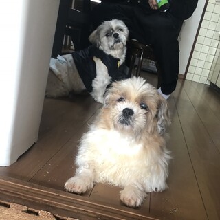 里親を募集します