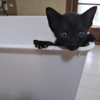 5週令の性格花丸3兄妹