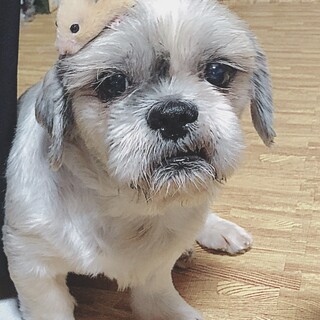 里親を募集します