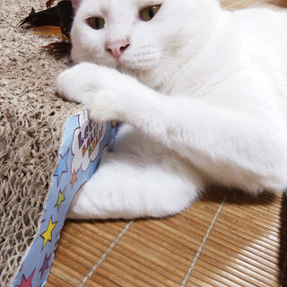 【ふわふわ】モチモチ感がたまらないおもちくん