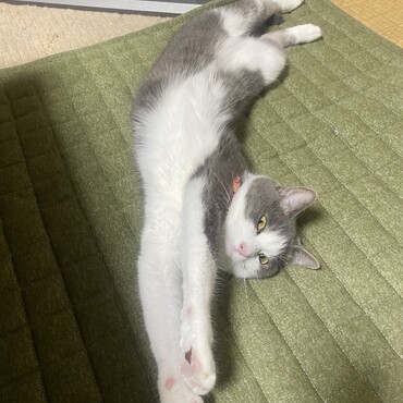 伸びます