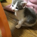 子猫オス 里親さま募集