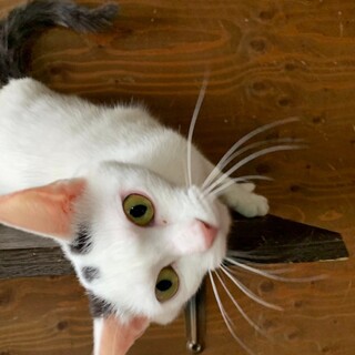 頭に3本線の白キジさん『みーちゃん』