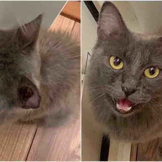 ロシアンブルー風グレー 　モコちゃん