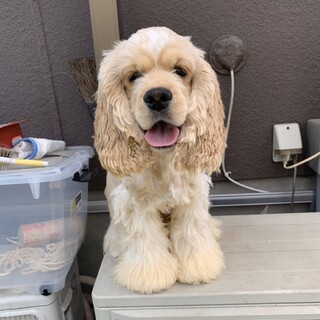 【急ぎます】コッカーのティキ♂