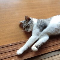ハヤン