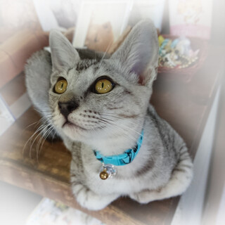 シルバーグレーのかまってくん「シュン」