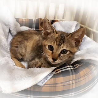 麦わら（縞サビ）おてんば娘「マリモ」