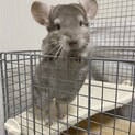 チンチラ里親募集中