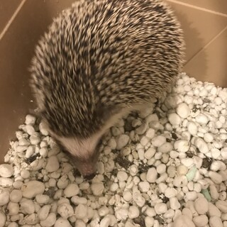 生後9ヶ月のハリちゃん