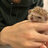 はとふくろう