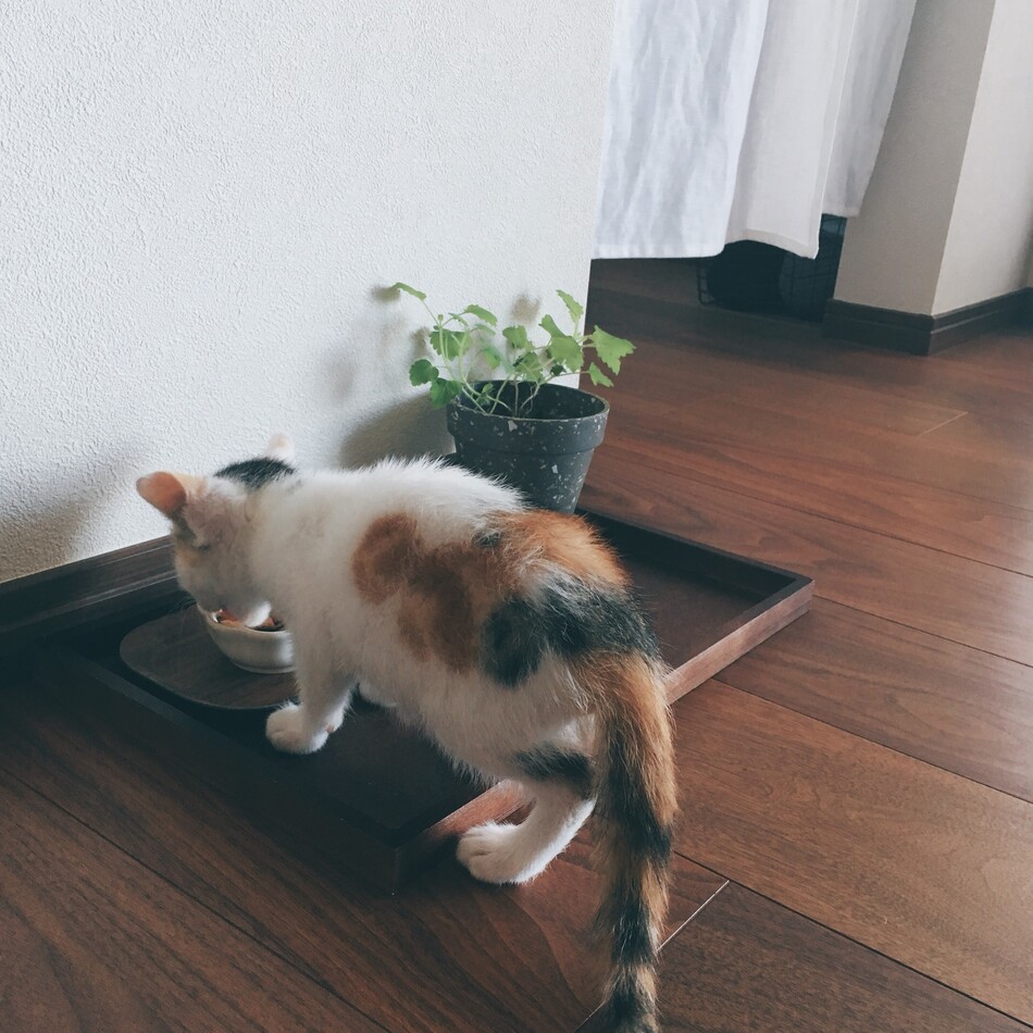 こむぎのカバー写真