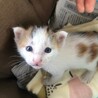 わがやにこむぎがきた日。