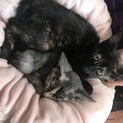 子猫の里親募集