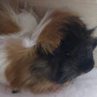 モルモットの里親様募集です