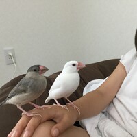 しのぶ♂&あきら♀