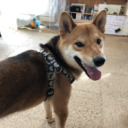 柴犬リュウの里親になりました