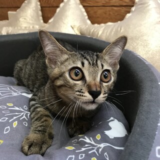 小さめサイズがかわいい４ヵ月の女の子(=^x^=)