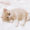 千葉県香取市にて保護　生後1か月の元気な女の子！