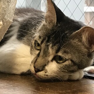 おっとりサバシロちゃんの里親募集