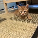 お茶目な茶トラの男のこ