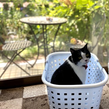 お気に入りの洗濯カゴ^_^
