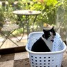 お気に入りの洗濯カゴ^_^