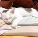フアフア長毛の子猫里親募集中