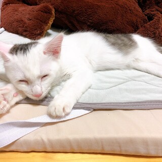 フアフア長毛の子猫里親募集中