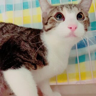 家族が出来ました♡控えめなパーやん☆キジ白