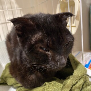 ⭐︎大人しく人懐っこい黒猫くん⭐︎