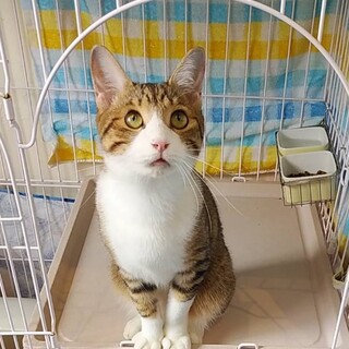 家族が出来ました♡1歳キジ白♂ブービー♡