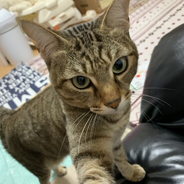 もっと撫でろ