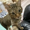 もっと撫でろ