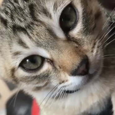 激かわ