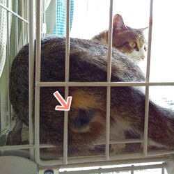 触れてはいけない（触りたいー！！！）