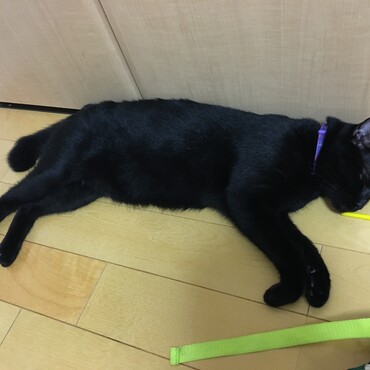 検査結果の電話が…、まだ1歳なのに中性脂肪が平均の2倍と言われたしゅうちゃん。。
