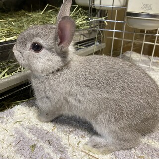 保護うさぎ　（かくれんぼーず） わおくん