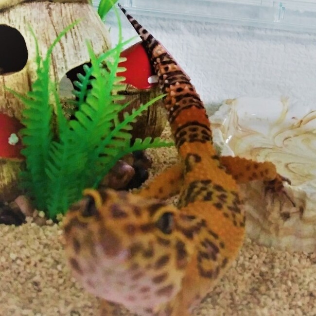 彩鳥のカバー写真