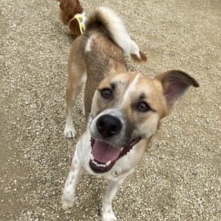 まだまだ甘えん坊のお子ちゃま『がんちゃん』１才