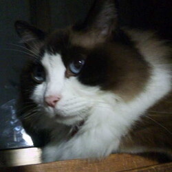 「うにちゃんお迎え5周年！」サムネイル3