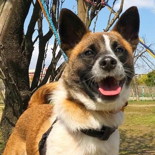 甘えん坊ではにかみやさん『ケンジ君』１才