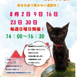 にゃんこ譲渡会