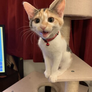 三毛猫の可愛いキャサリン