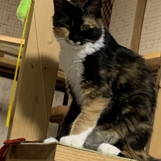 福島市多頭飼育崩壊からのレスキュー猫ちゃん