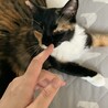 福島市多頭飼育崩壊からのレスキュー猫ちゃん サムネイル2