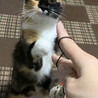 福島市多頭飼育崩壊からのレスキュー猫ちゃん サムネイル4