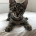 ベンガル風味あまえんぼうなきじとら　あきひこ２か月