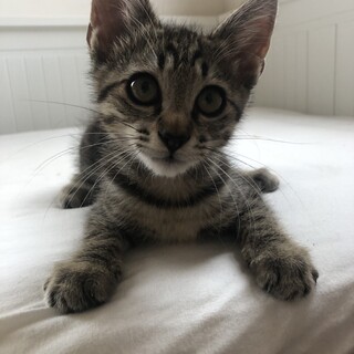 ベンガル風味あまえんぼうなきじとら　あきひこ２か月