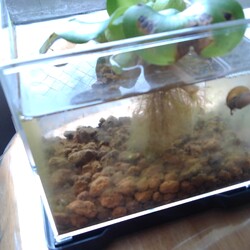 「メダカ日記⑤」サムネイル1